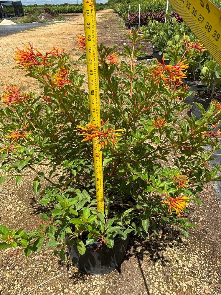 hamelia-nodosa-african-firebush-dwarf-firebush