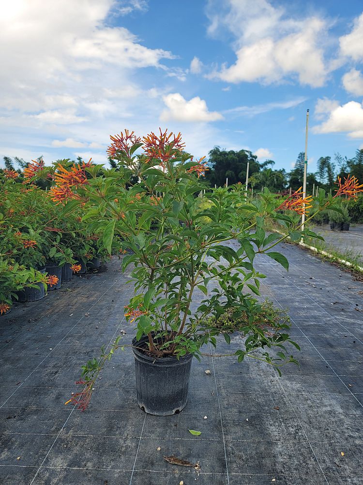 hamelia-nodosa-african-firebush-dwarf-firebush