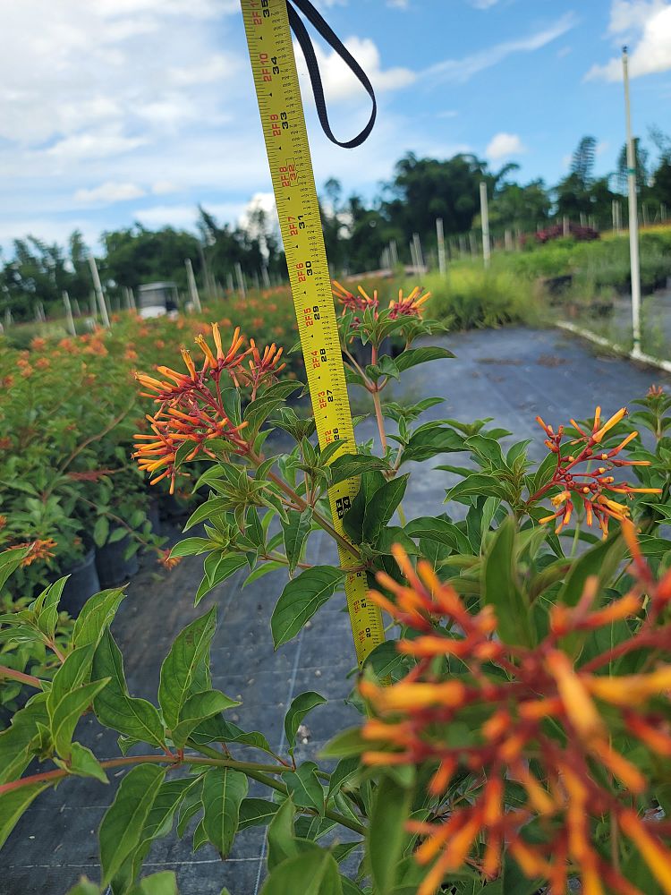 hamelia-nodosa-african-firebush-dwarf-firebush