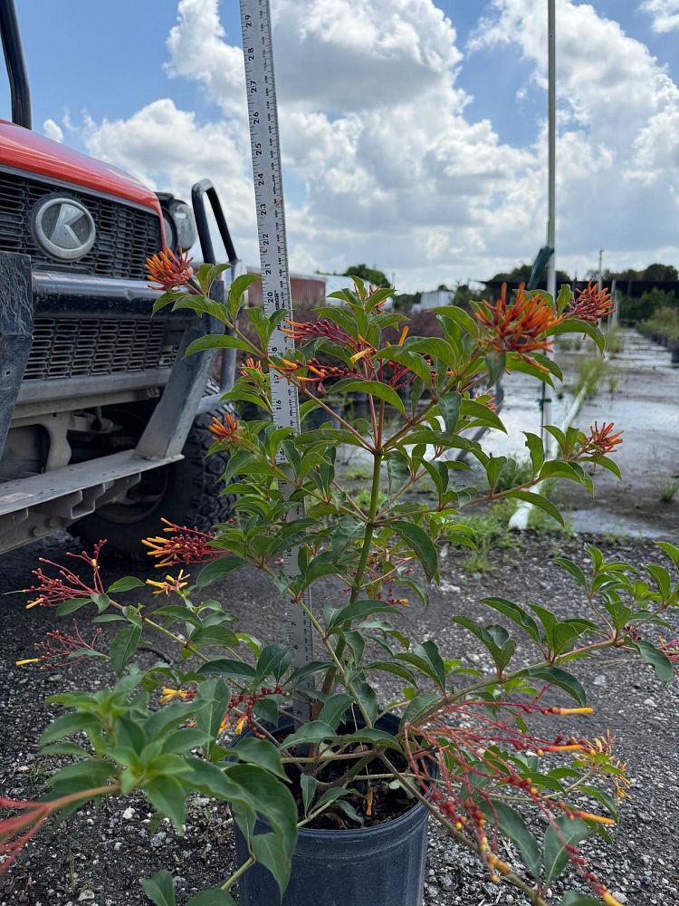 hamelia-nodosa-african-firebush-dwarf-firebush