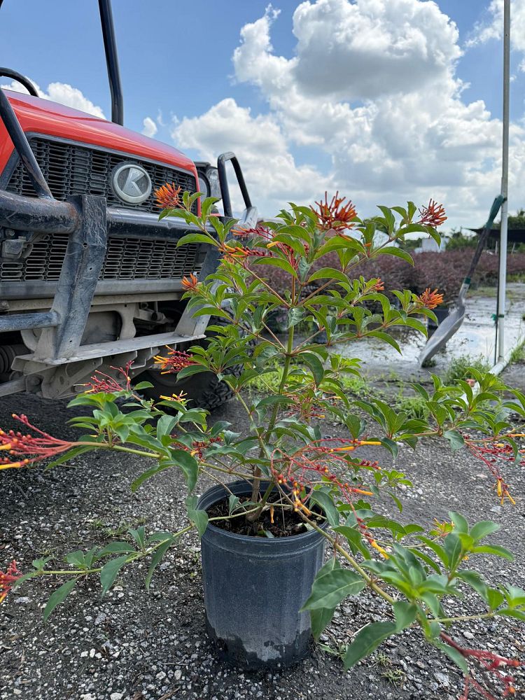 hamelia-nodosa-african-firebush-dwarf-firebush