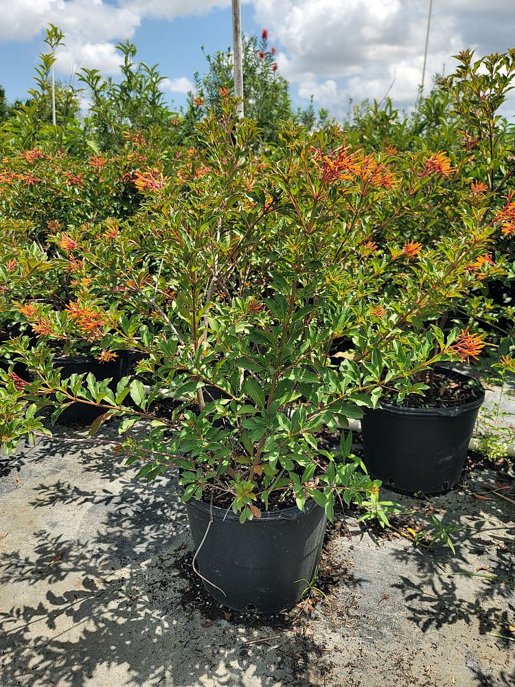 hamelia-nodosa-african-firebush-dwarf-firebush