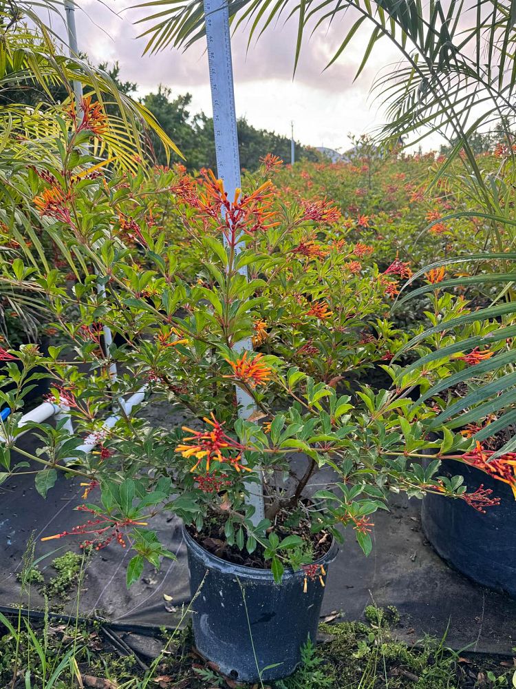 hamelia-nodosa-african-firebush-dwarf-firebush