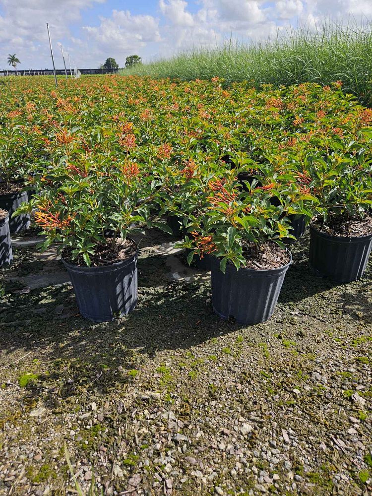 hamelia-nodosa-african-firebush-dwarf-firebush