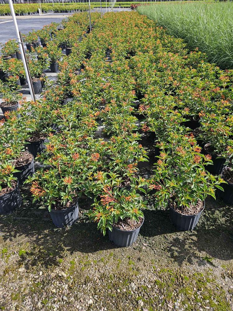hamelia-nodosa-african-firebush-dwarf-firebush