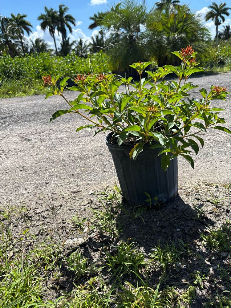 hamelia-nodosa-african-firebush-dwarf-firebush