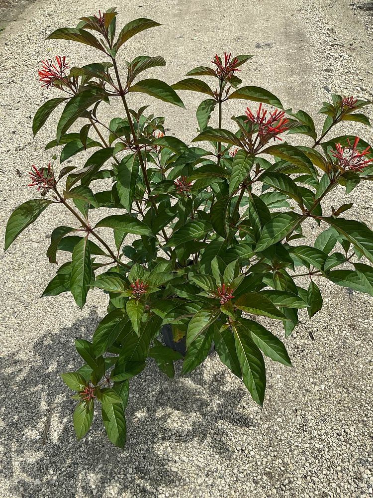 hamelia-nodosa-african-firebush-dwarf-firebush