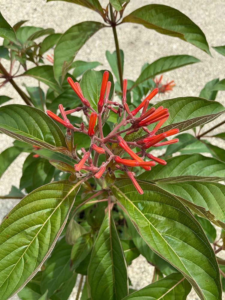 hamelia-nodosa-african-firebush-dwarf-firebush