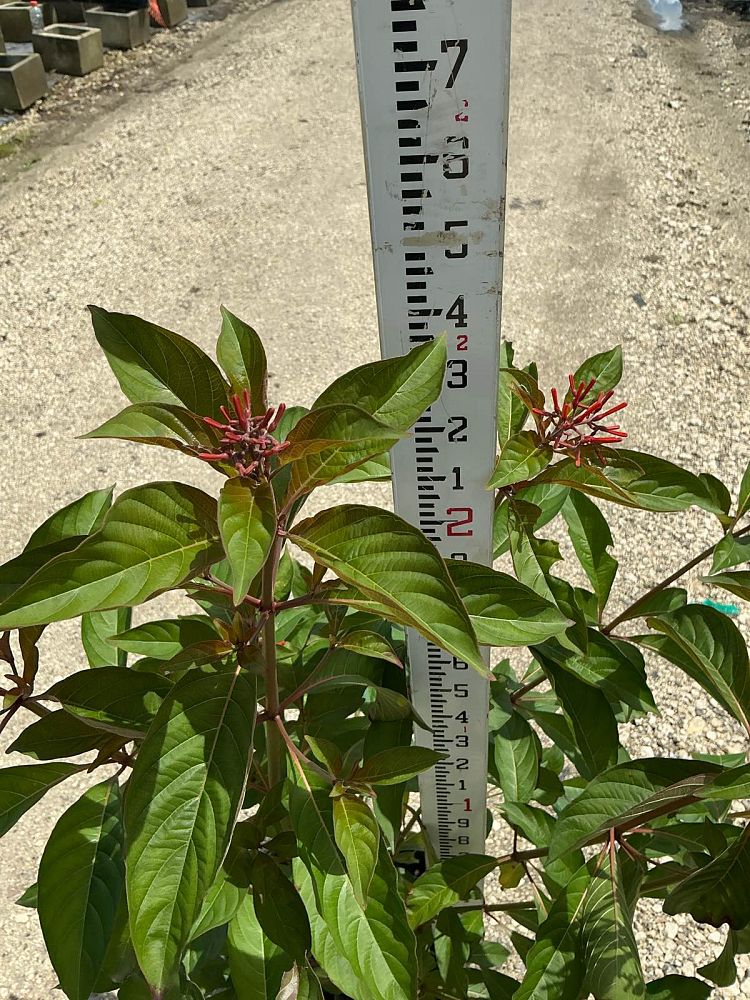 hamelia-nodosa-african-firebush-dwarf-firebush