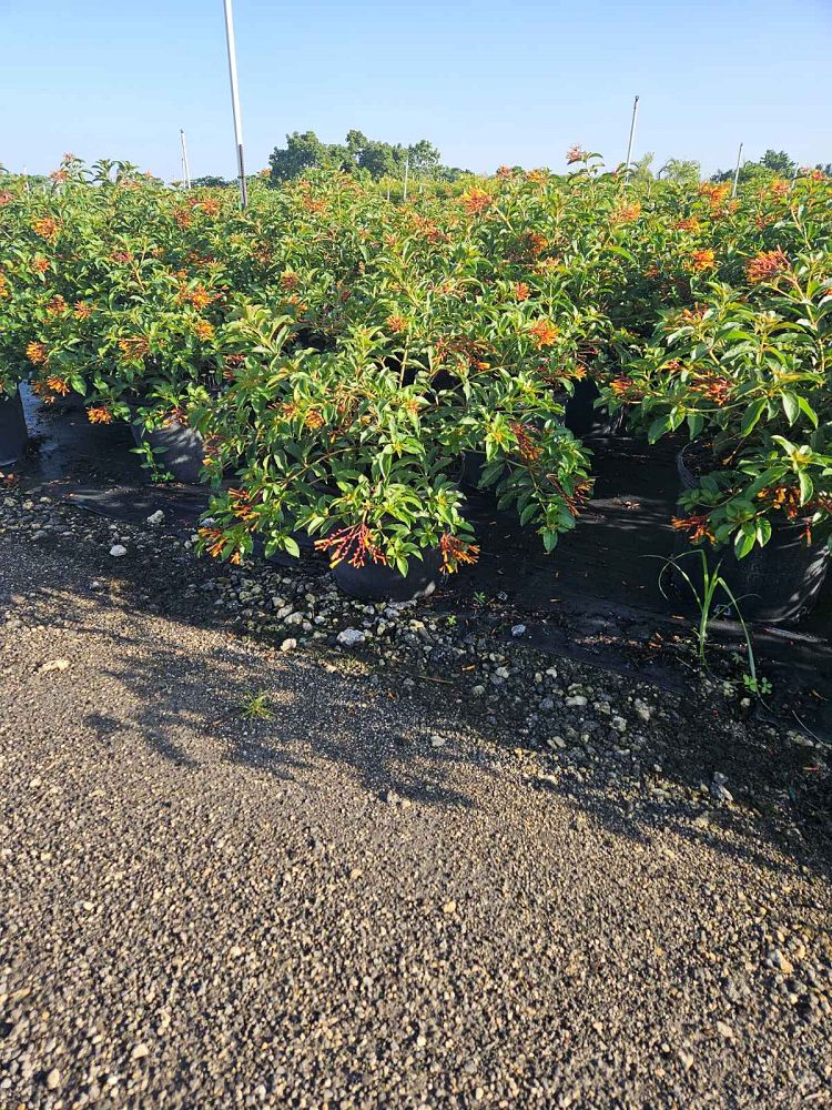 hamelia-nodosa-african-firebush-dwarf-firebush