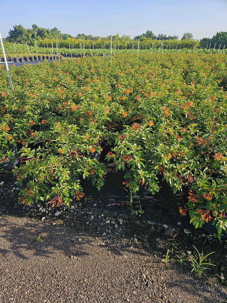 hamelia-nodosa-african-firebush-dwarf-firebush