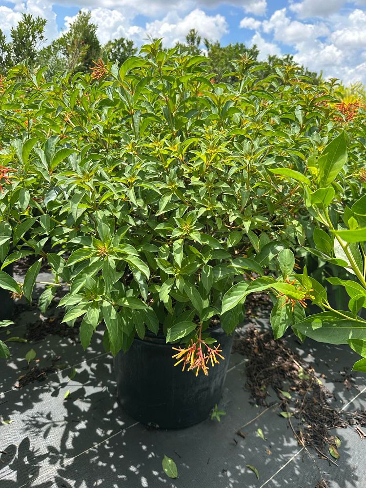 hamelia-nodosa-african-firebush-dwarf-firebush