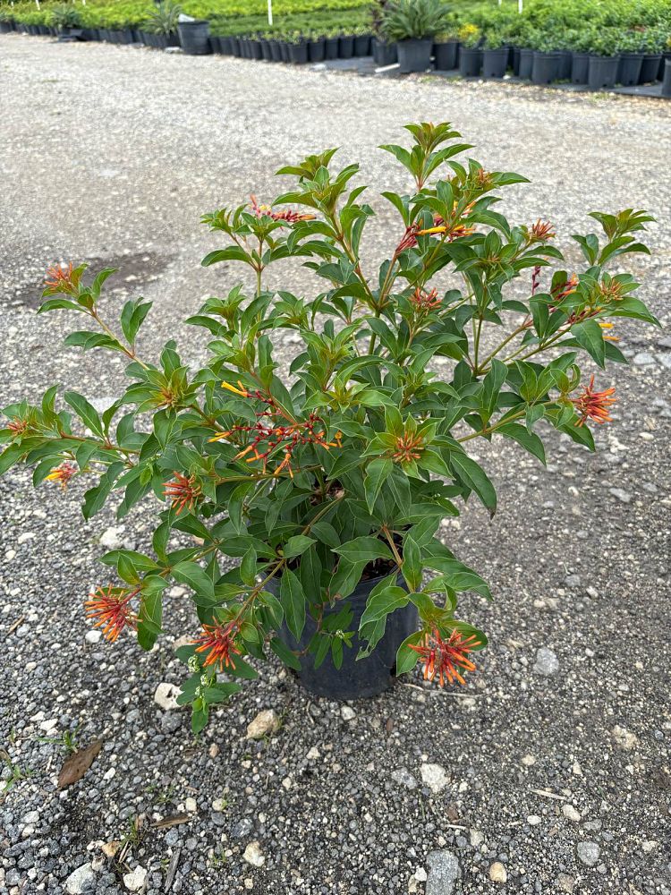 hamelia-nodosa-african-firebush-dwarf-firebush