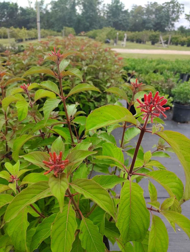 hamelia-nodosa-african-firebush-dwarf-firebush