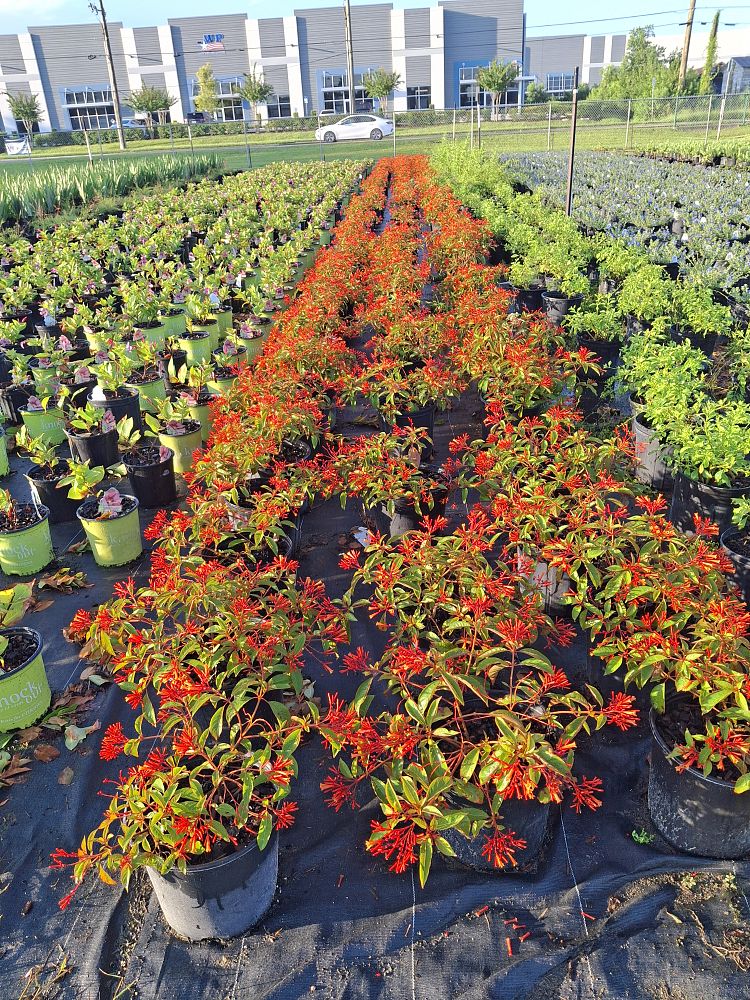 hamelia-nodosa-african-firebush-dwarf-firebush