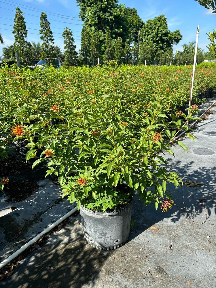 hamelia-nodosa-african-firebush-dwarf-firebush