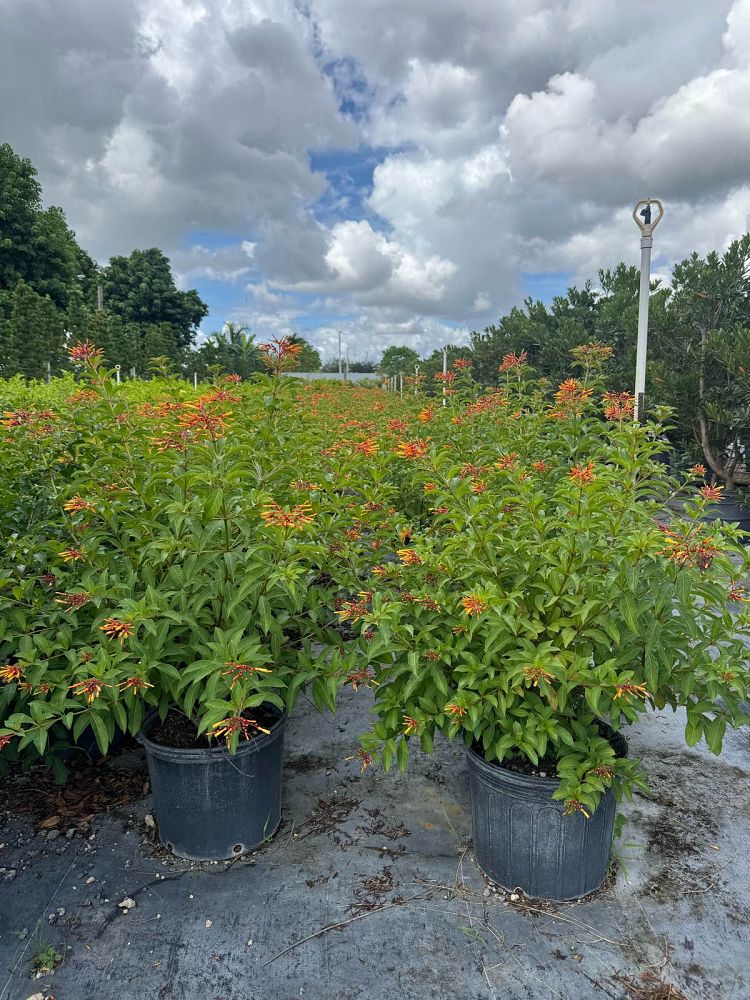 hamelia-nodosa-african-firebush-dwarf-firebush