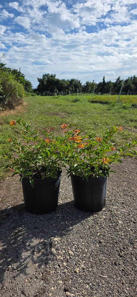 hamelia-nodosa-african-firebush-dwarf-firebush