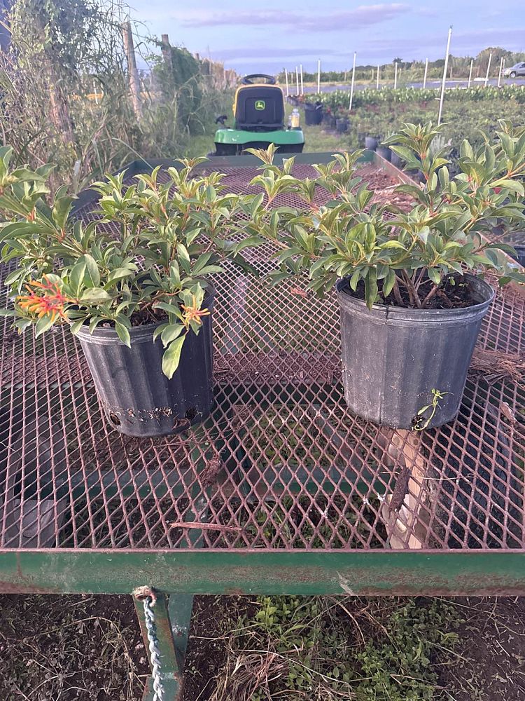 hamelia-nodosa-african-firebush-dwarf-firebush