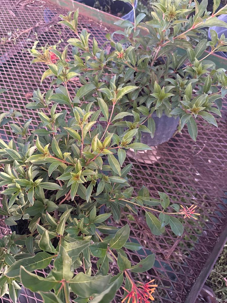 hamelia-nodosa-african-firebush-dwarf-firebush