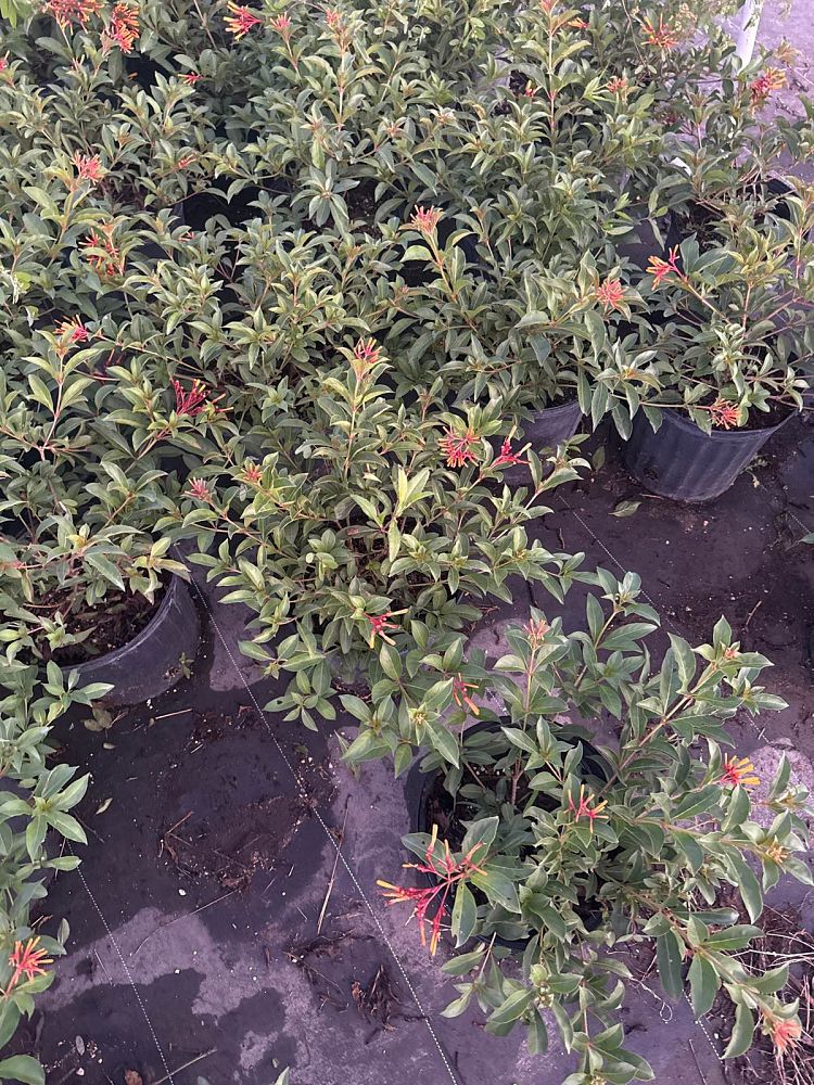 hamelia-nodosa-african-firebush-dwarf-firebush