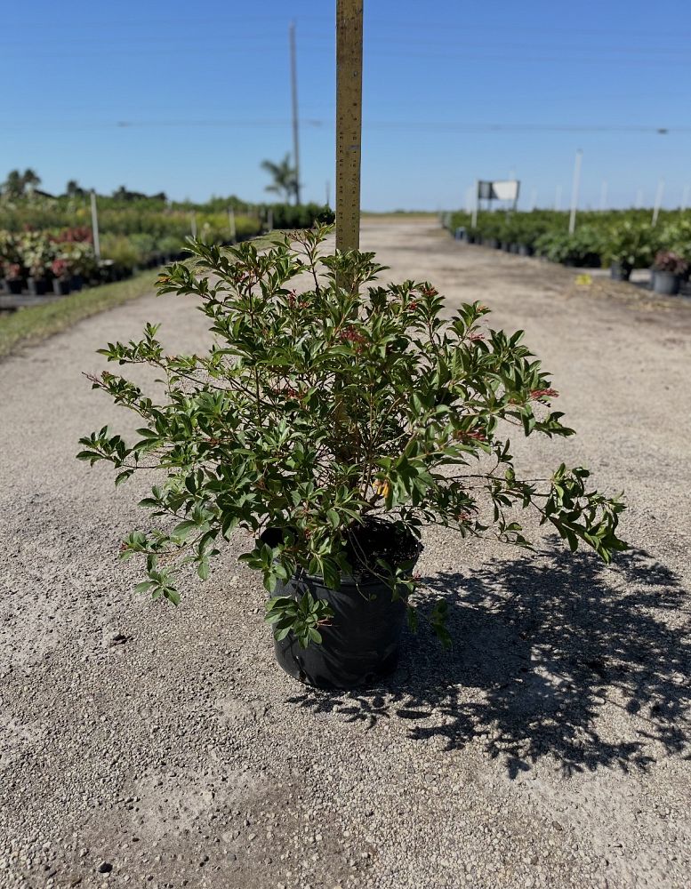 hamelia-nodosa-african-firebush-dwarf-firebush
