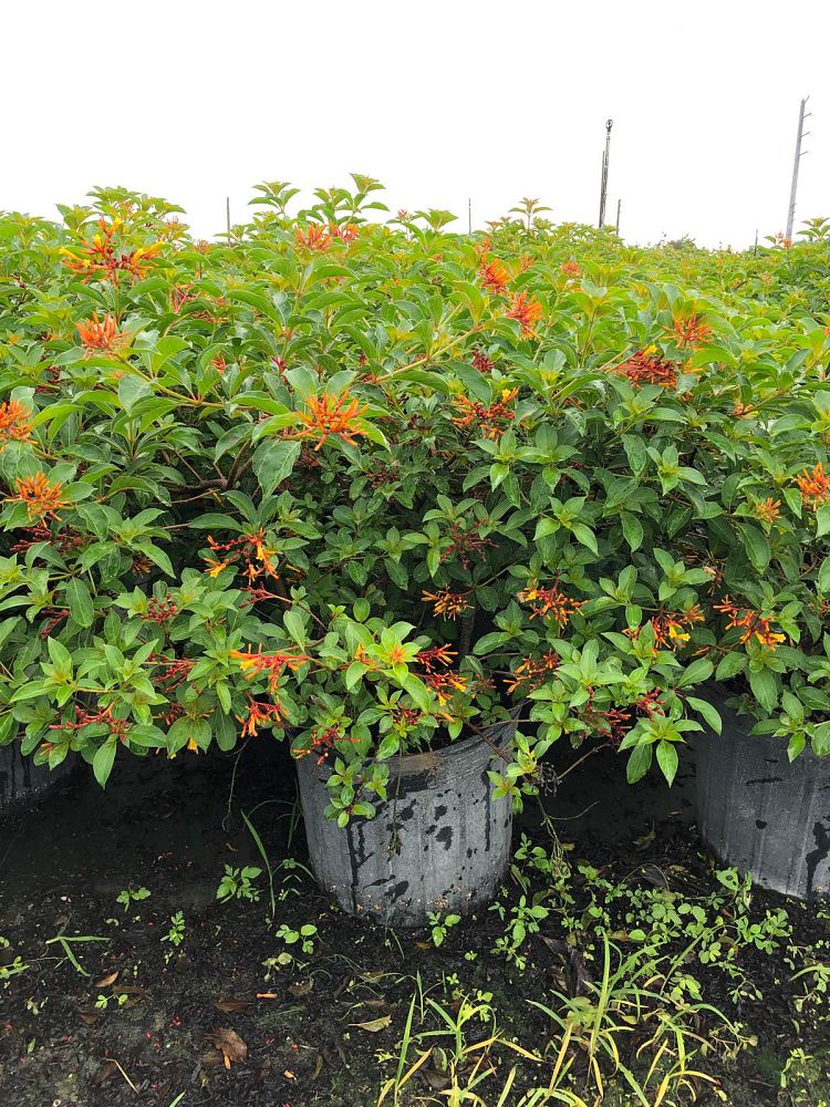 hamelia-patens-african-firebush-hummingbird-bush