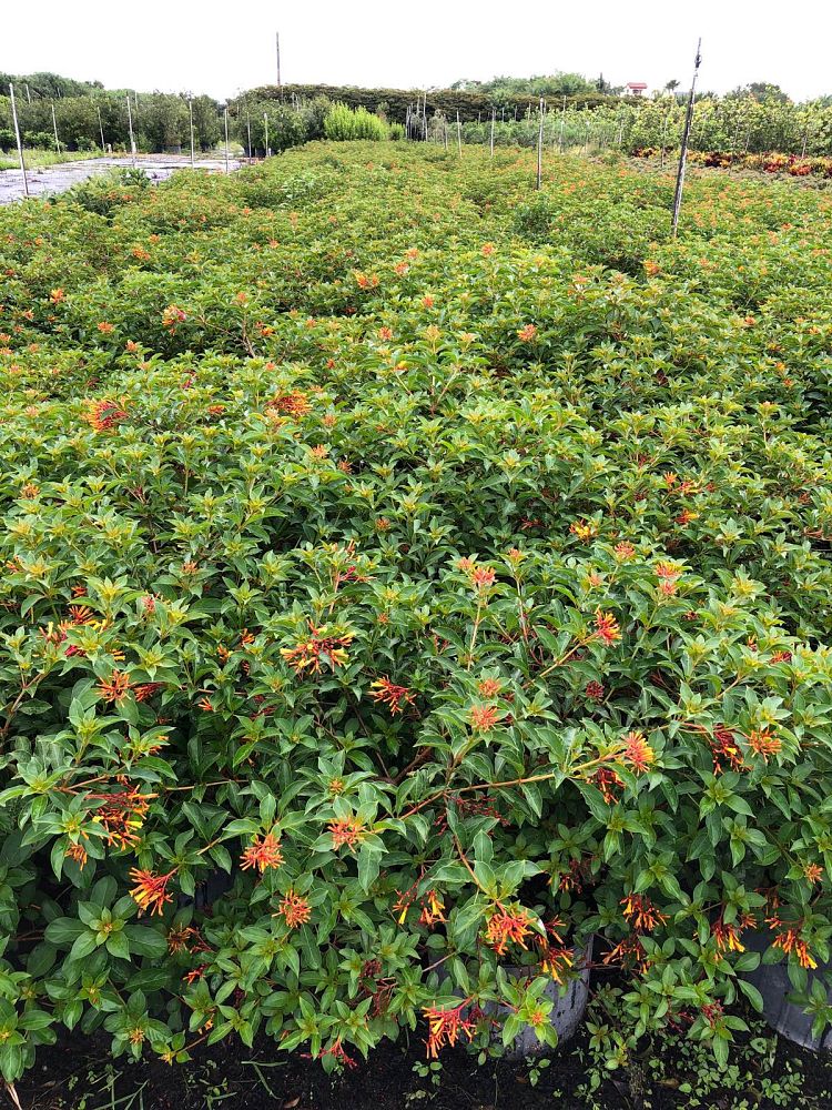 hamelia-patens-african-firebush-hummingbird-bush