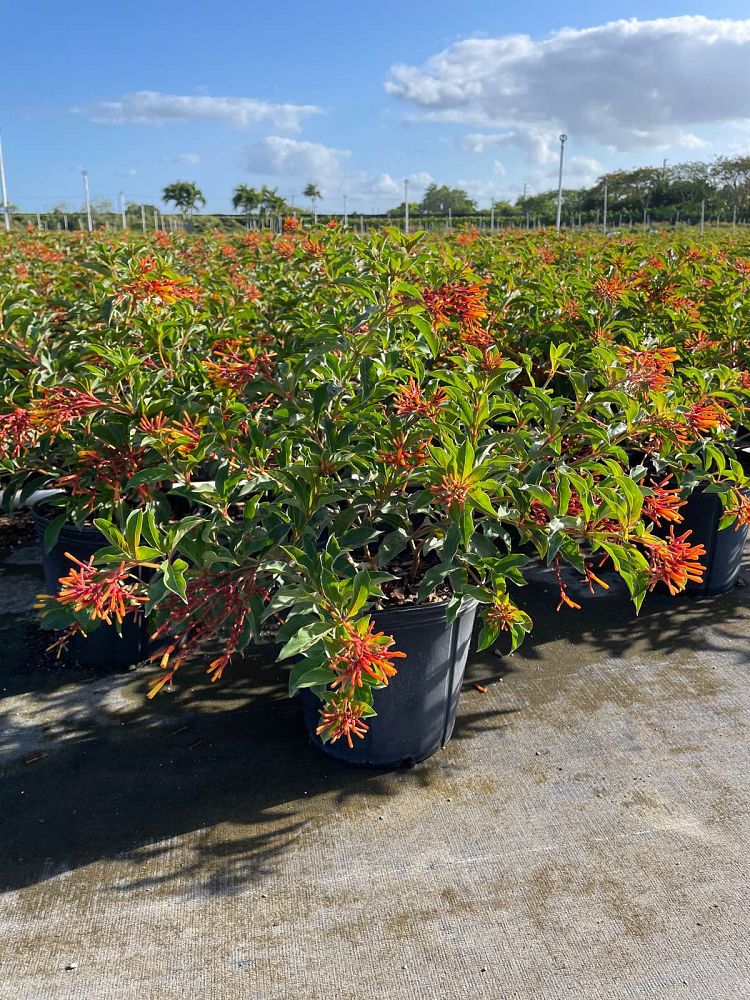 hamelia-patens-african-firebush-hummingbird-bush