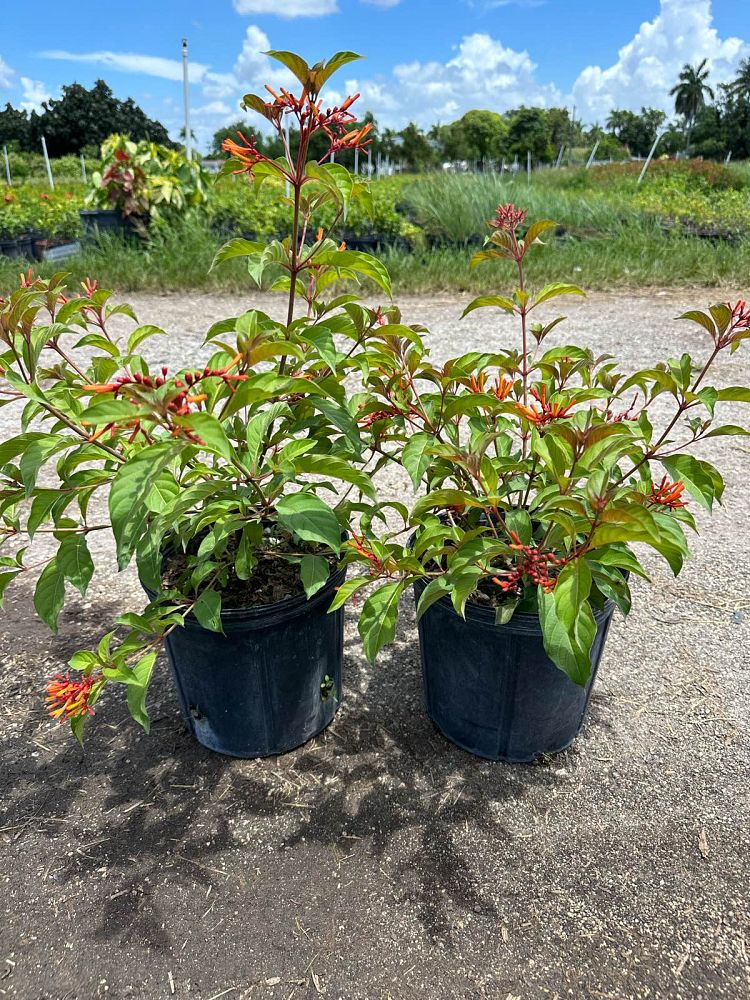 hamelia-patens-beyer-s-variegated-firebush-hummingbird-bush