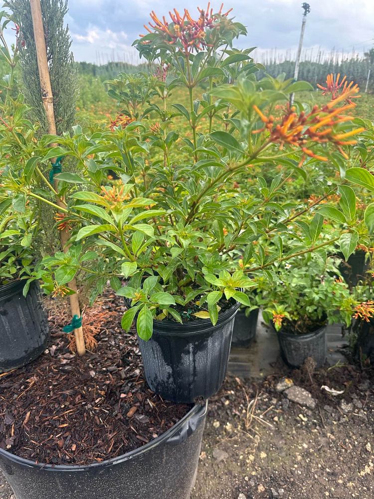 hamelia-patens-beyer-s-variegated-firebush-hummingbird-bush