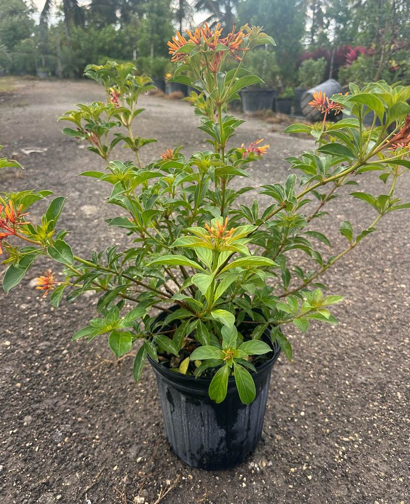 hamelia-patens-beyer-s-variegated-firebush-hummingbird-bush