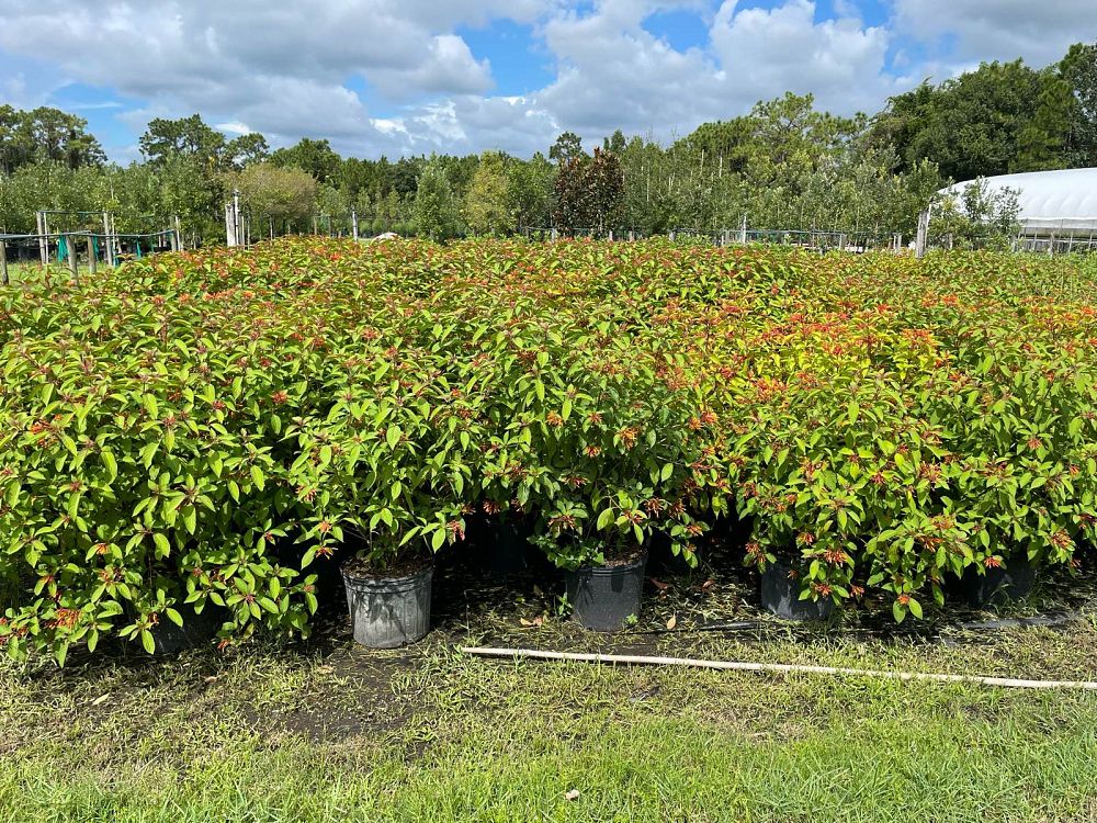 hamelia-patens-calusa-firebush-hummingbird-bush