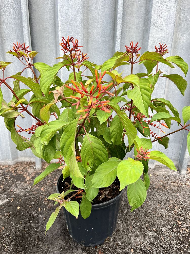 hamelia-patens-calusa-firebush-hummingbird-bush