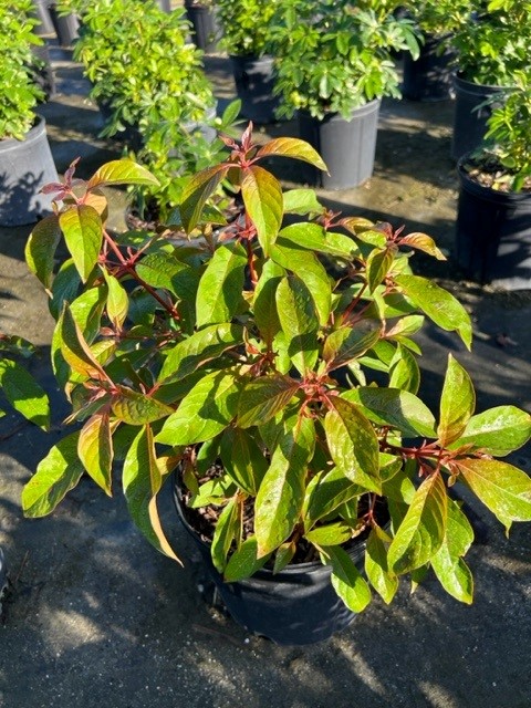 hamelia-patens-calusa-firebush-hummingbird-bush