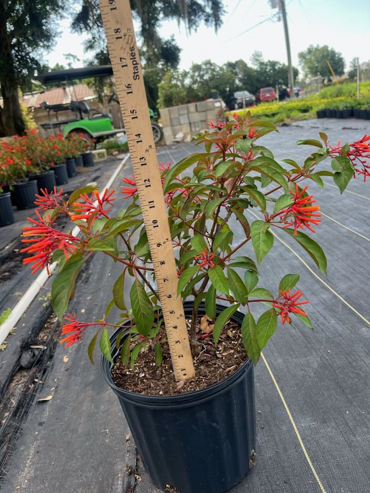 hamelia-patens-calusa-firebush-hummingbird-bush