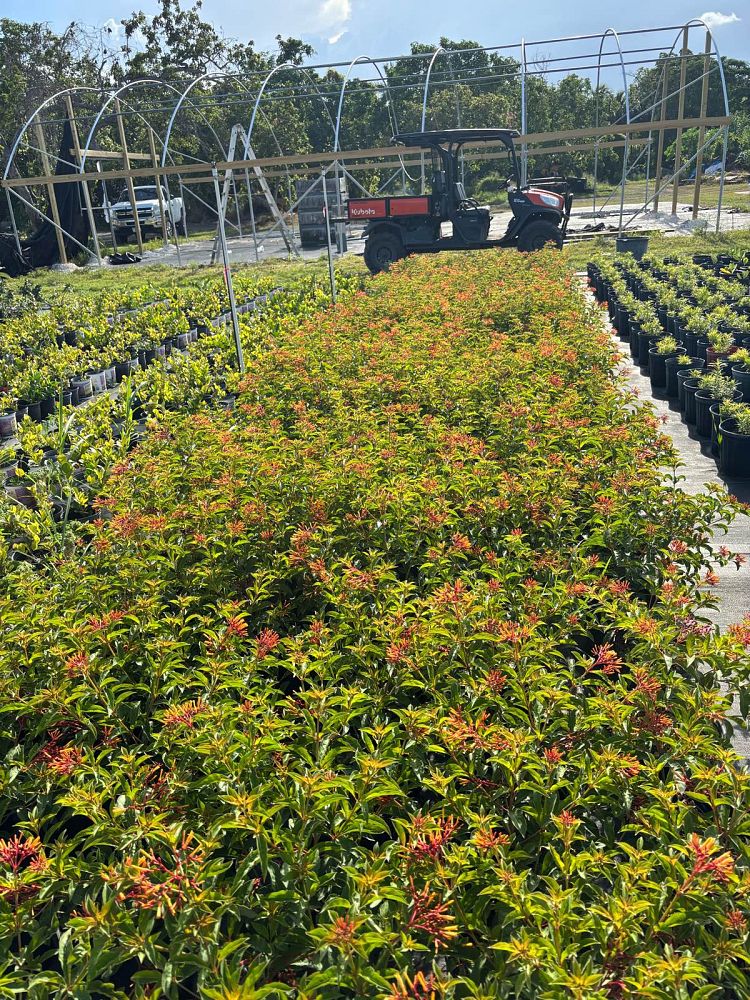 hamelia-patens-calusa-firebush-hummingbird-bush