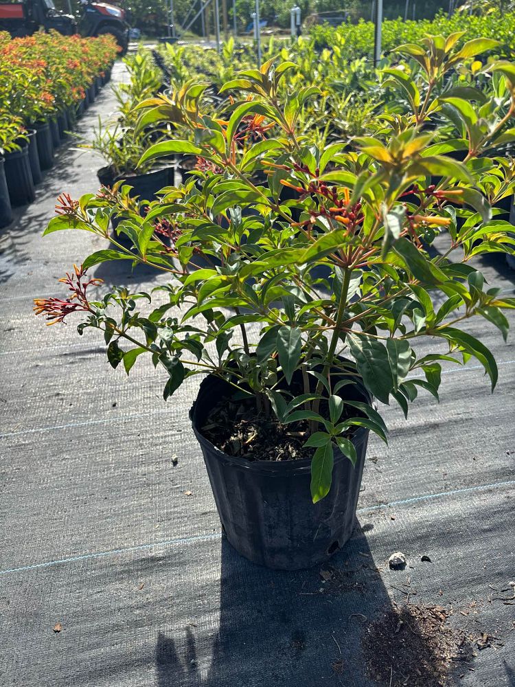 hamelia-patens-calusa-firebush-hummingbird-bush