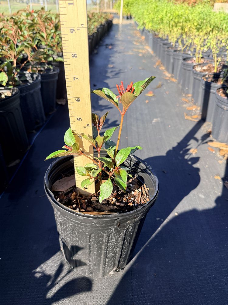 hamelia-patens-calusa-firebush-hummingbird-bush