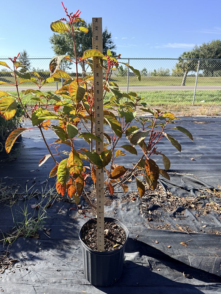 hamelia-patens-calusa-firebush-hummingbird-bush
