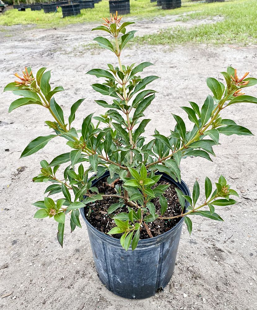 hamelia-patens-compacta-firebush-hummingbird-bush
