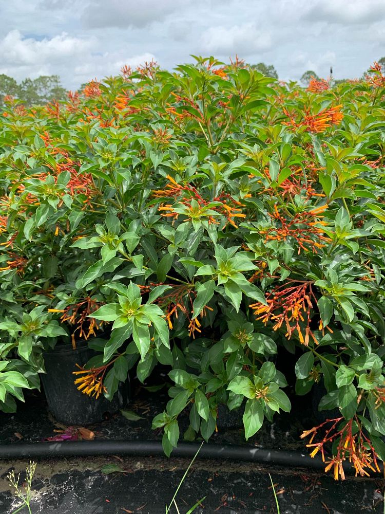 hamelia-patens-compacta-firebush-hummingbird-bush