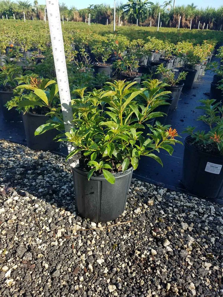 hamelia-patens-compacta-firebush-hummingbird-bush