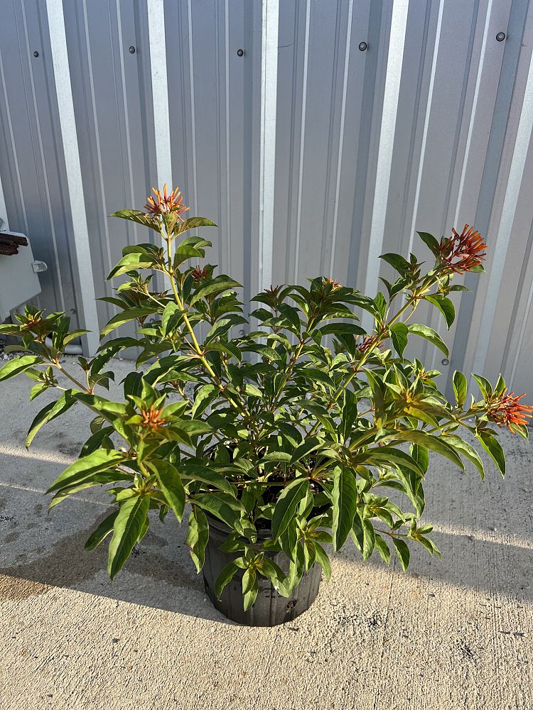 hamelia-patens-compacta-firebush-hummingbird-bush