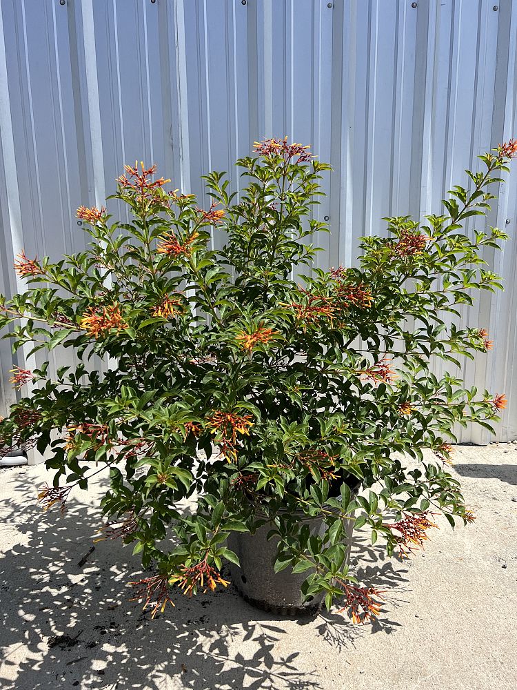 hamelia-patens-compacta-firebush-hummingbird-bush