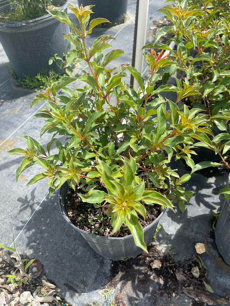 hamelia-patens-compacta-firebush-hummingbird-bush