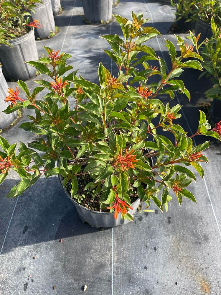 hamelia-patens-compacta-firebush-hummingbird-bush