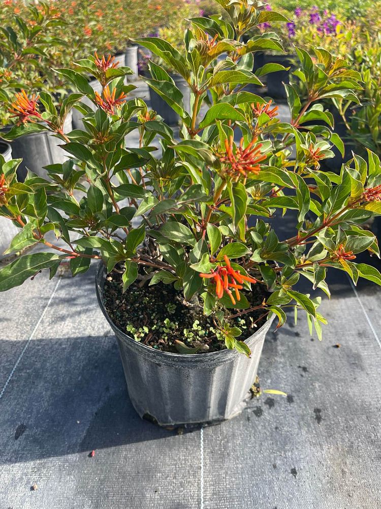 hamelia-patens-compacta-firebush-hummingbird-bush