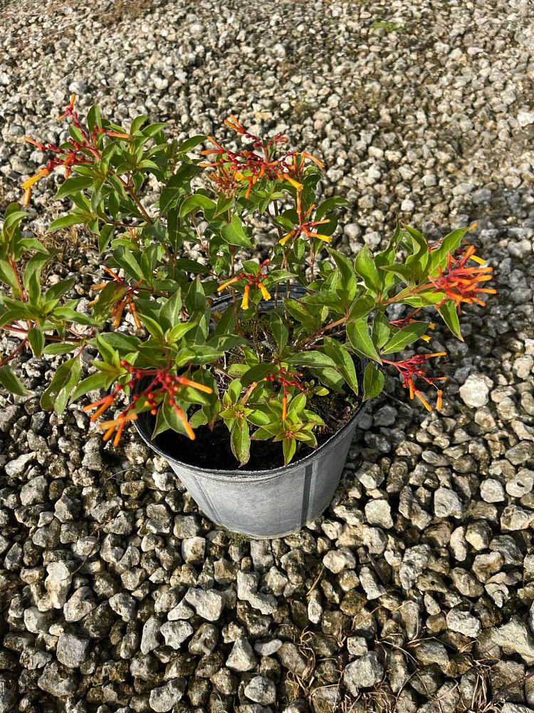 hamelia-patens-compacta-firebush-hummingbird-bush