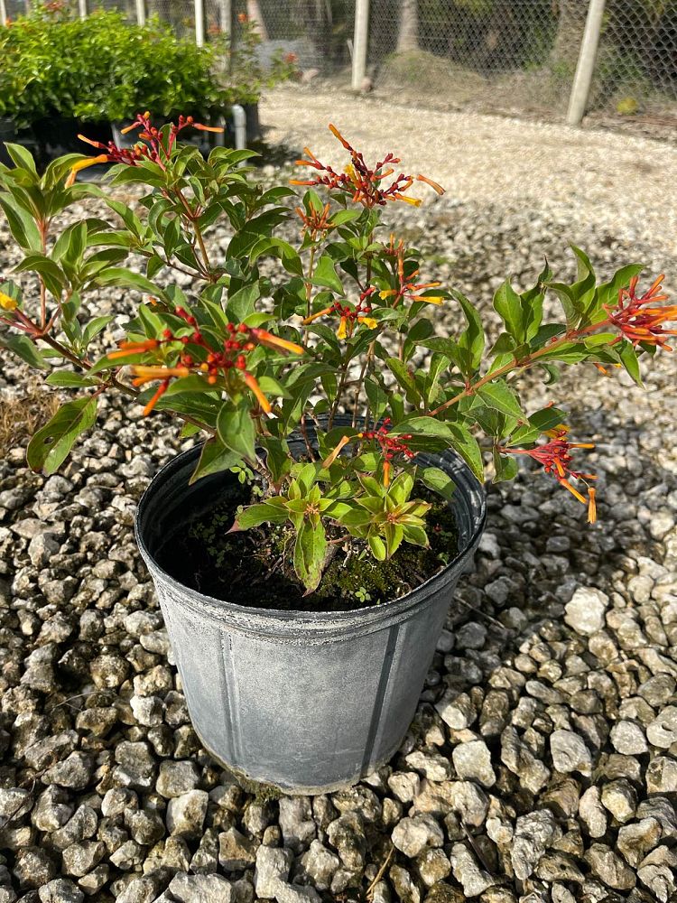 hamelia-patens-compacta-firebush-hummingbird-bush